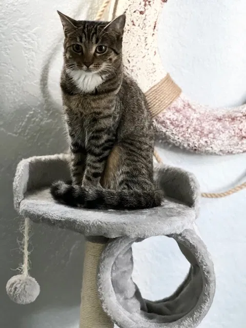 Lost cat in New Smyrna Beach, FL, 32169
