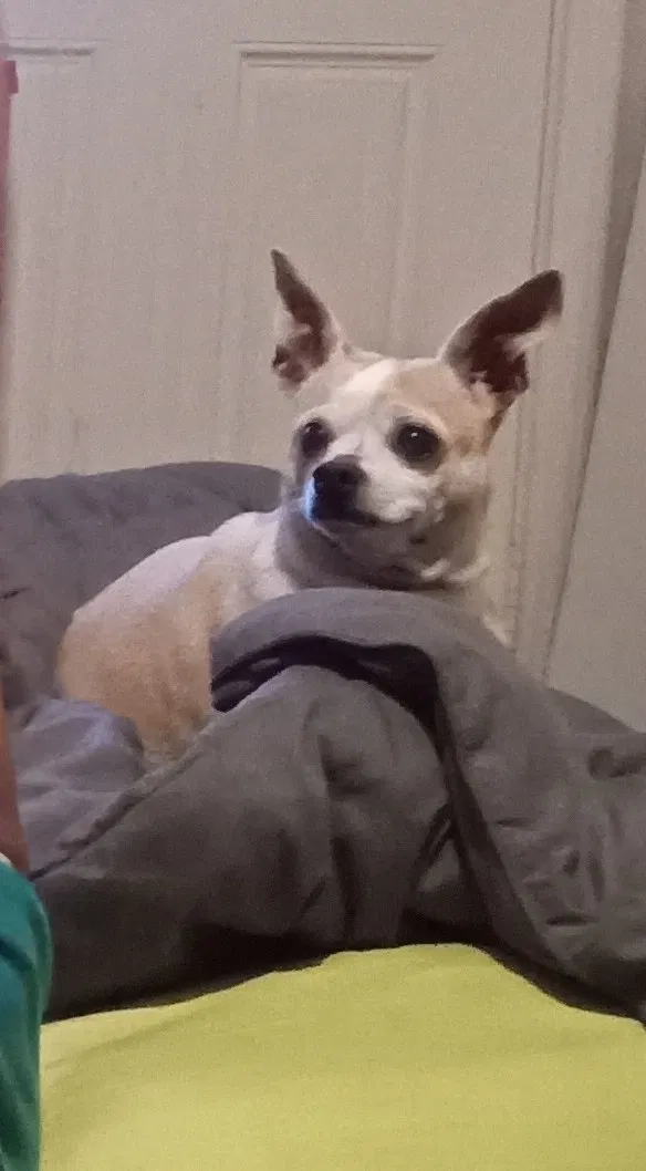 Lost dog in San Diego, CA, 92105
