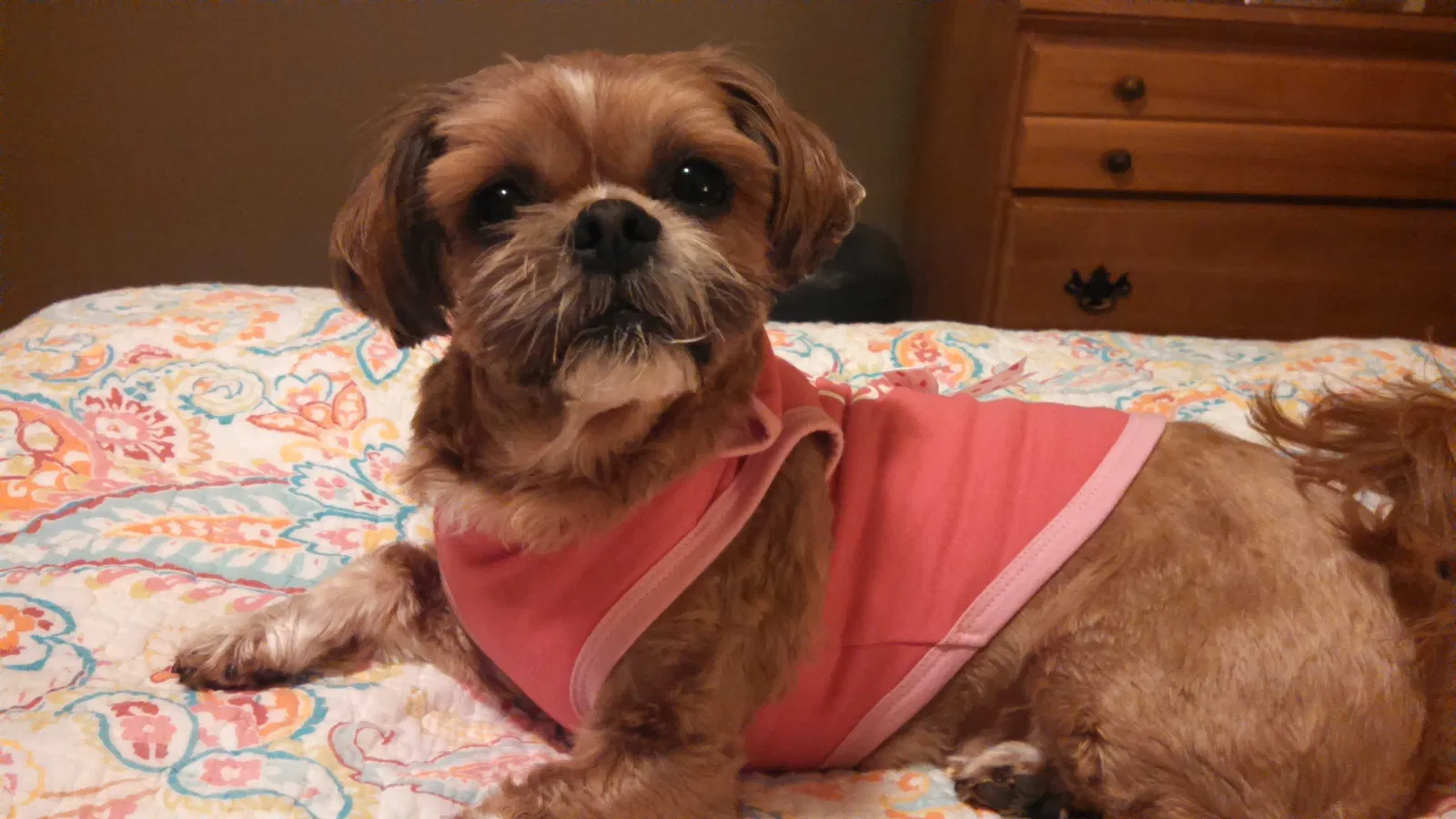 Lost dog in Indiana, PA, 15701