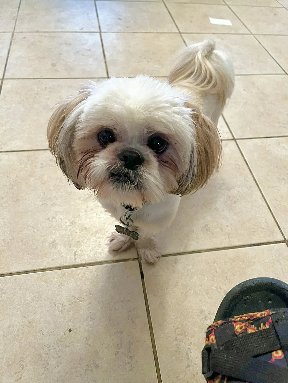 Lost dog in Spring, TX, 77373
