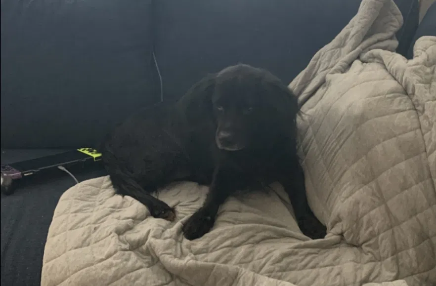 Lost dog in Argyle, TX, 76226