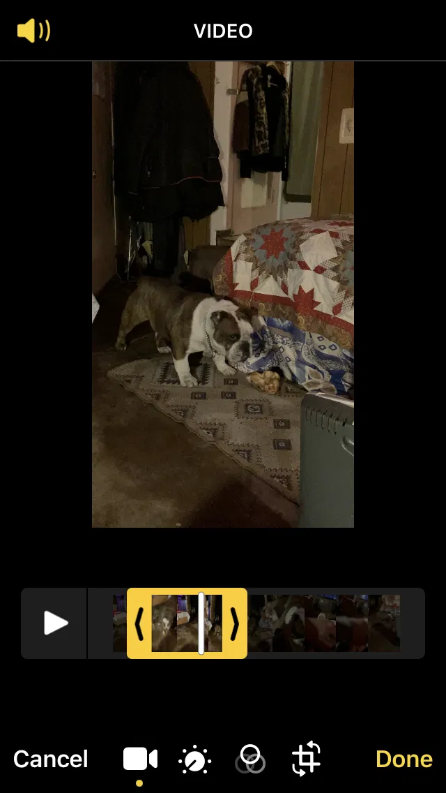 Lost dog in Chicago, IL, 60619