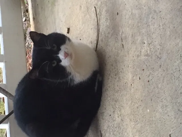 Found cat in Knoxville, TN, 37919