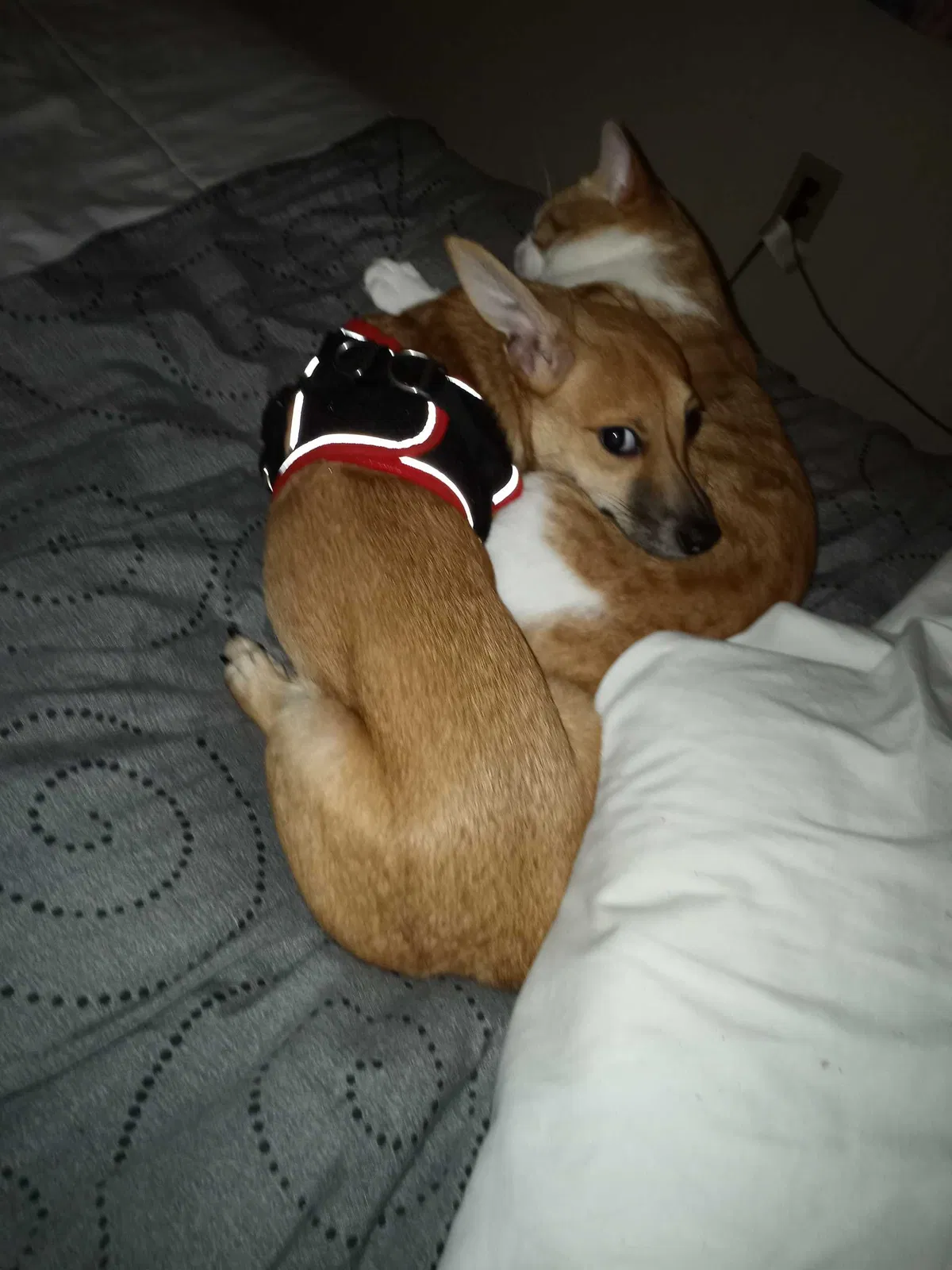 Lost dog in Rome, GA, 30161