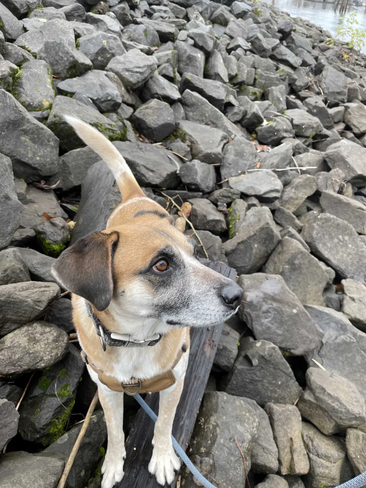 Lost dog in Portland, OR, 97214