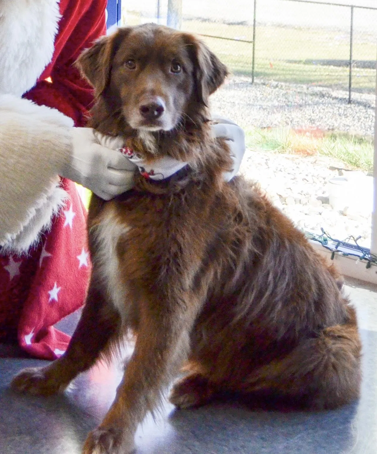 Lost dog in Flat Rock, IN, 47234