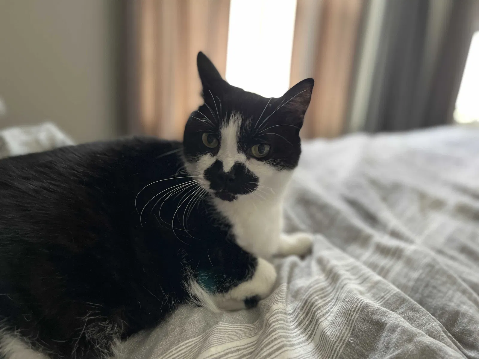 Lost cat in Midlothian, VA, 23114