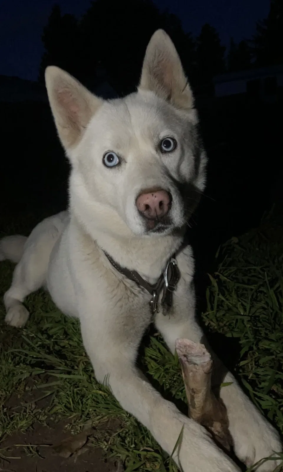 Lost dog in Portland, OR, 97220