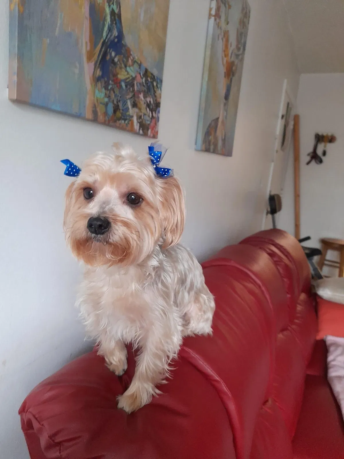 Lost dog in Hialeah, FL, 33012