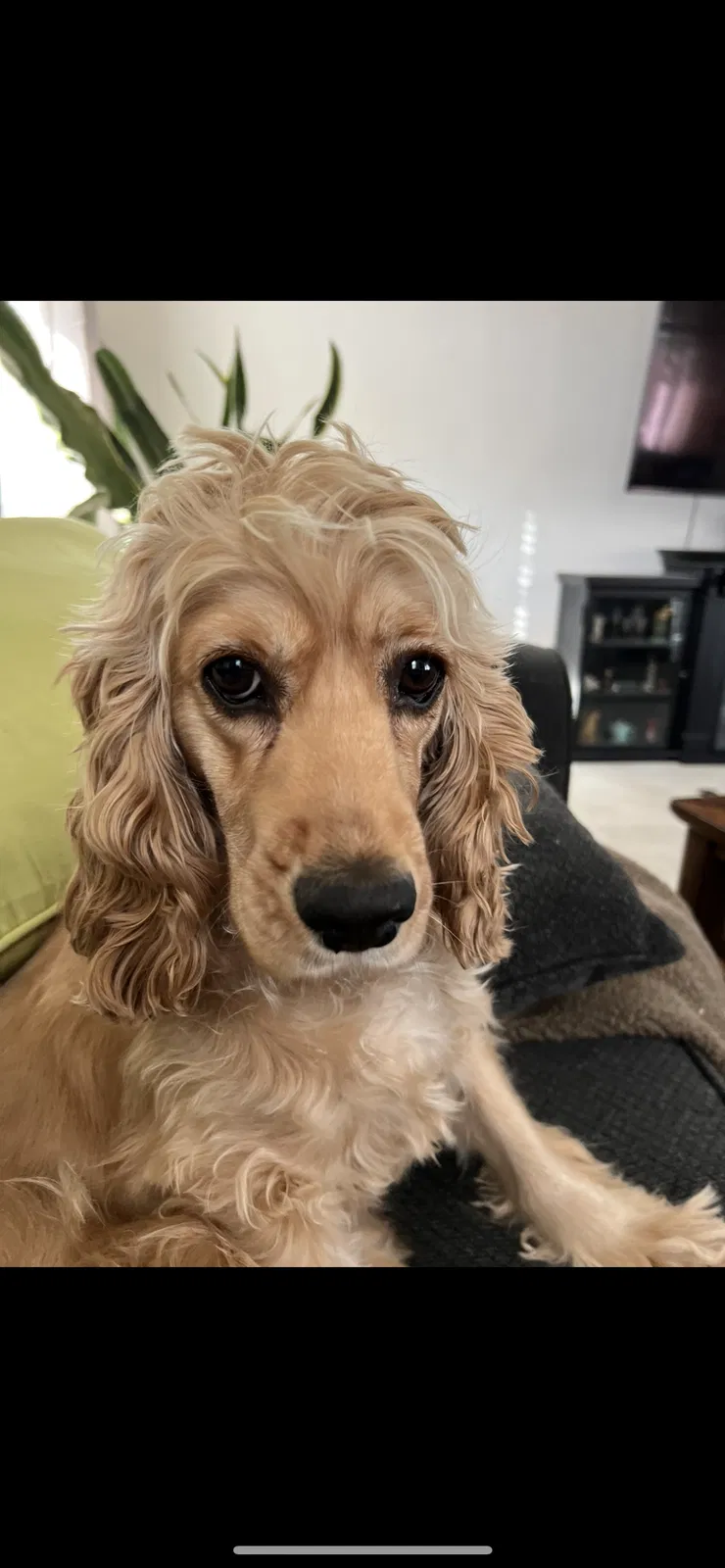 Lost dog in Las Vegas, NV, 89146