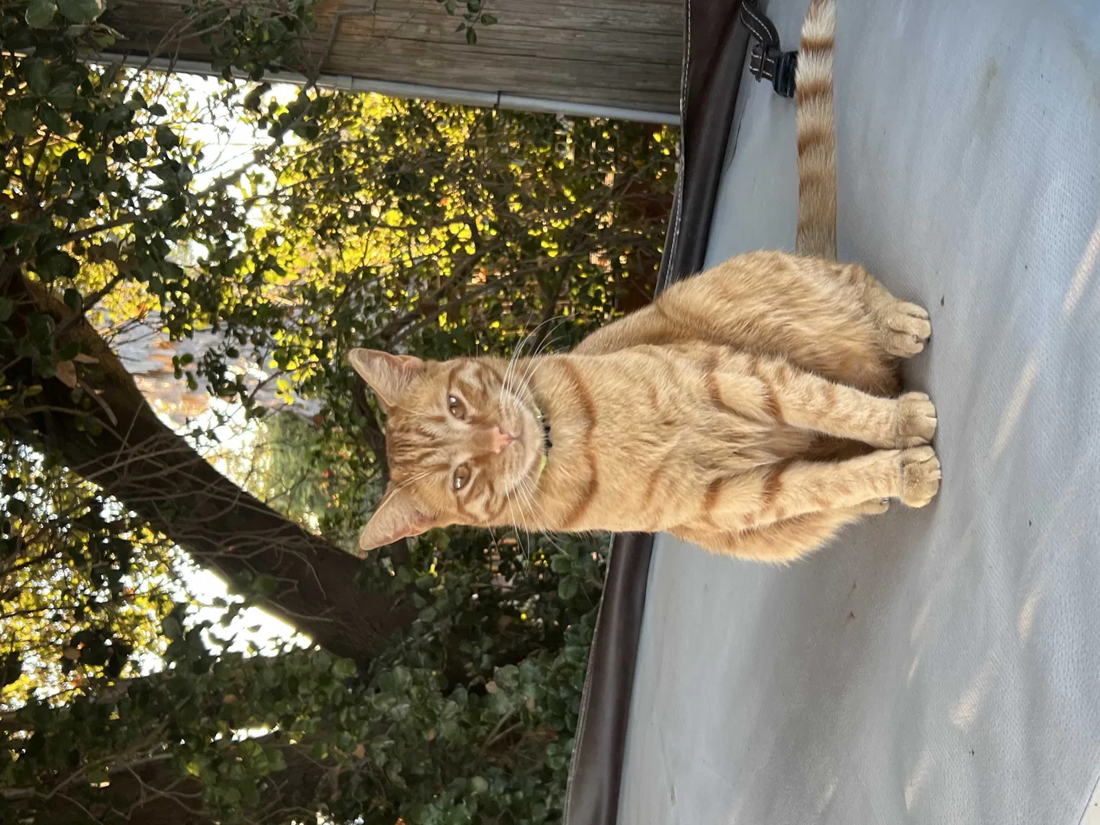 Lost cat in Bethel Island, CA, 94511