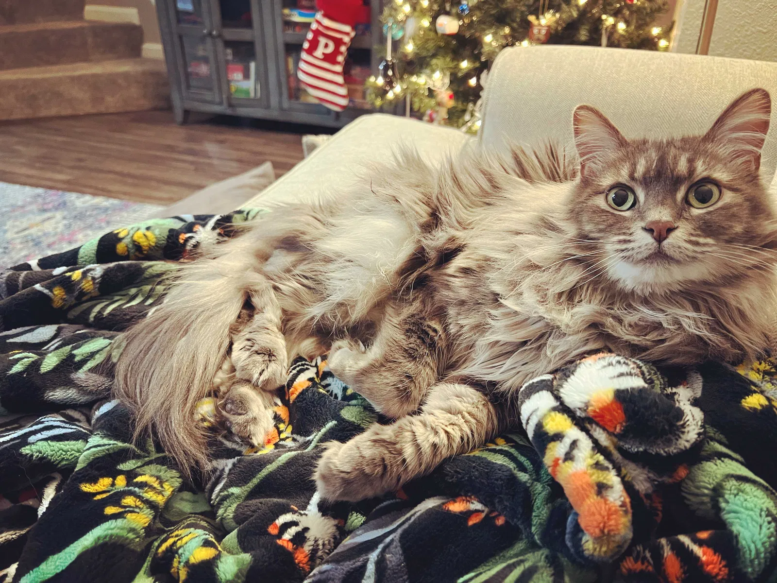 Lost cat in Westminster, CO, 80031
