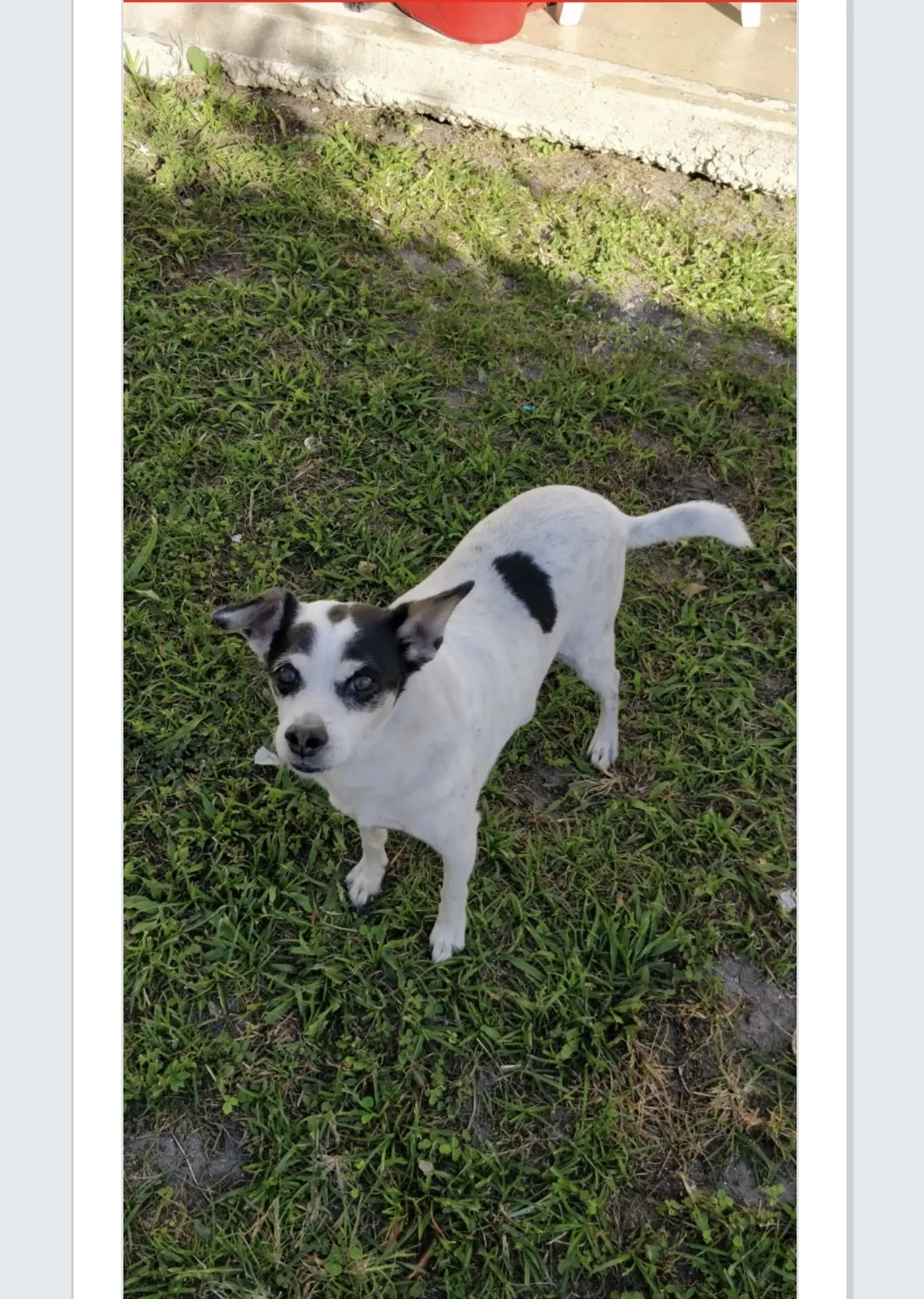 Lost dog in Hallandale, FL, 33009