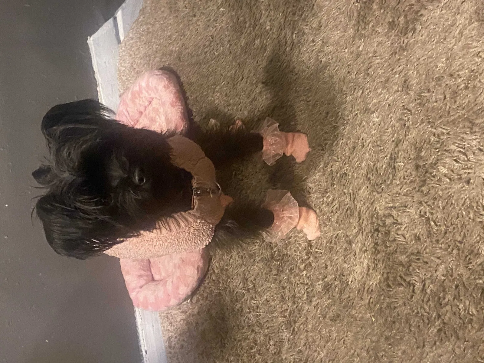 Lost dog in Jonesboro, GA, 30236
