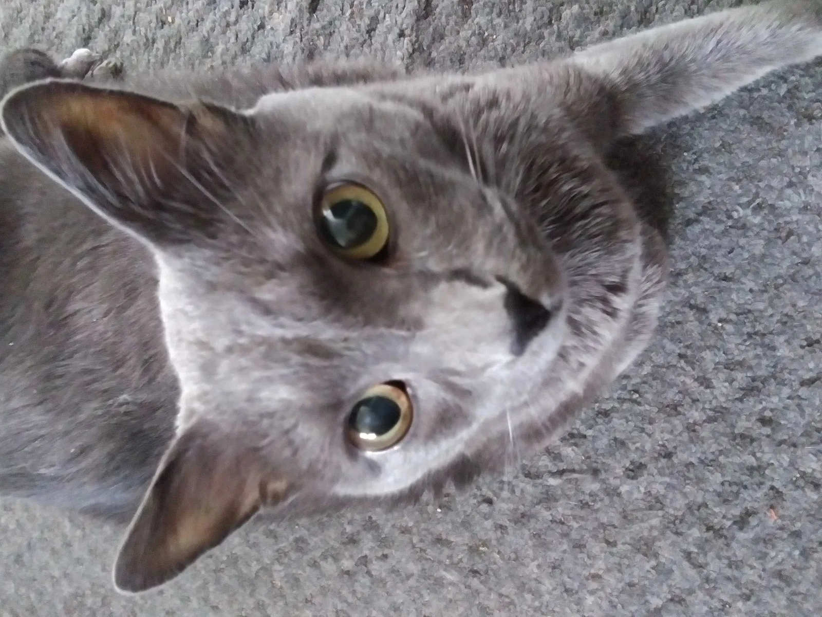 Lost cat in Menasha, WI, 54952