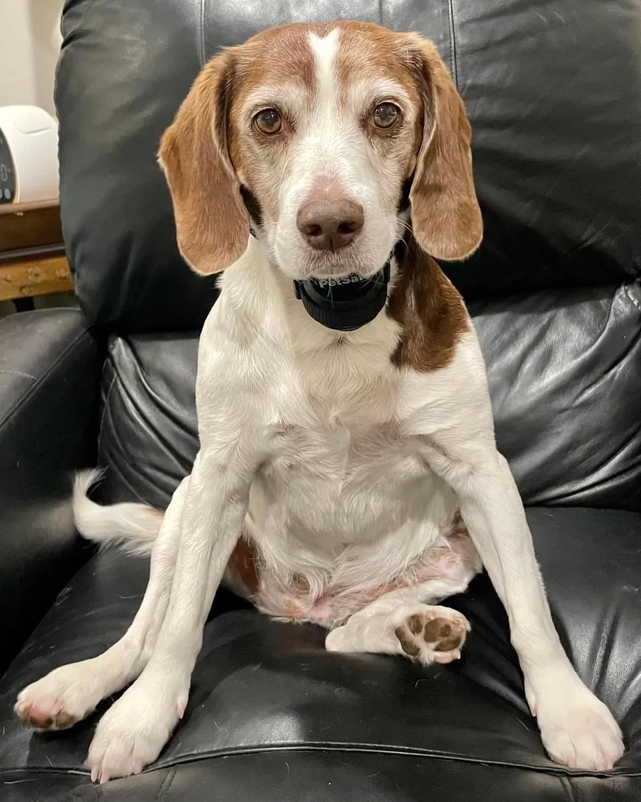 Lost dog in Midway, UT, 84049