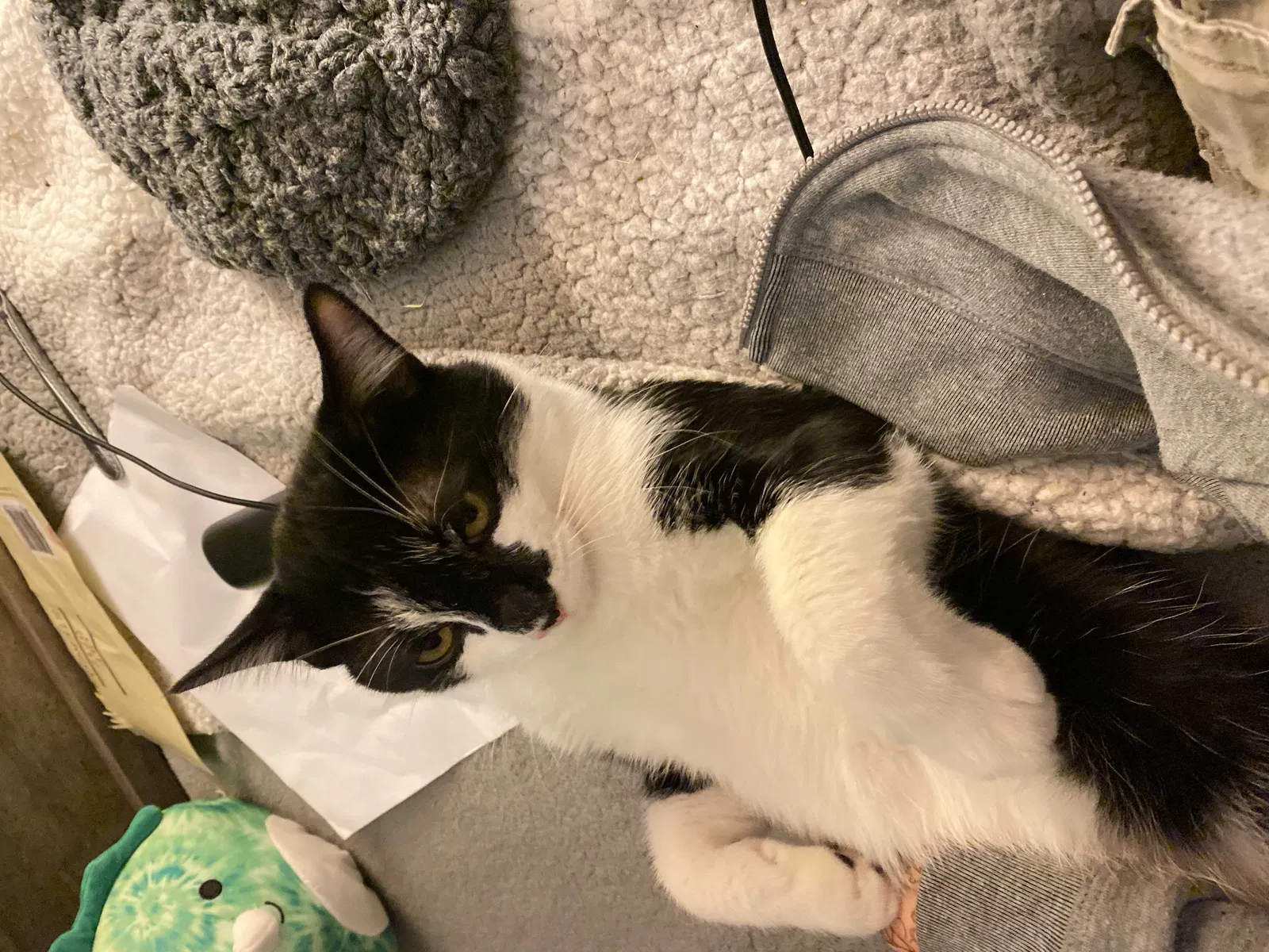 Lost cat in Bremerton, WA, 98311
