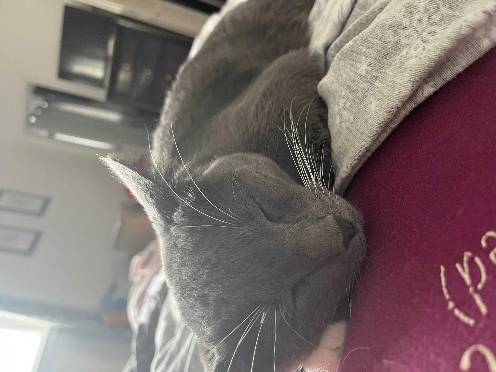 Lost cat in Albuquerque, NM, 87111