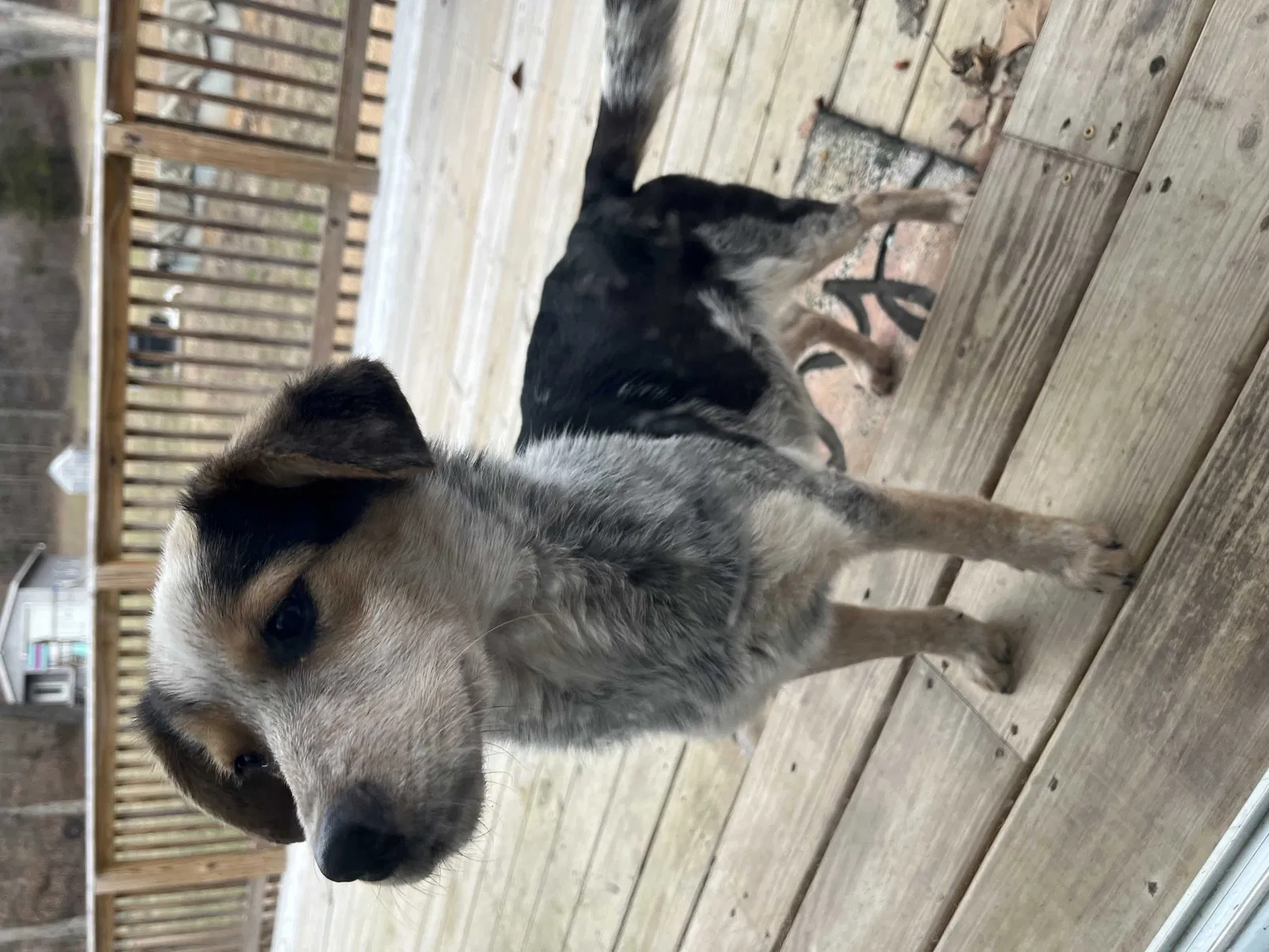 Found dog in Centerville, TN, 37033