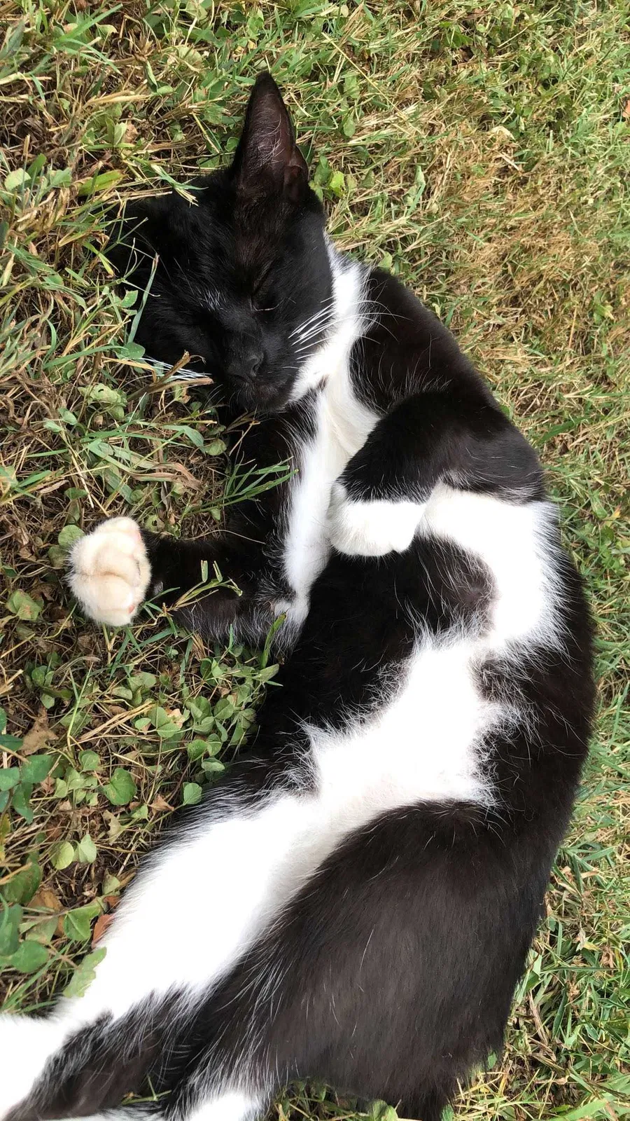 Lost cat in Decatur, TN, 37322