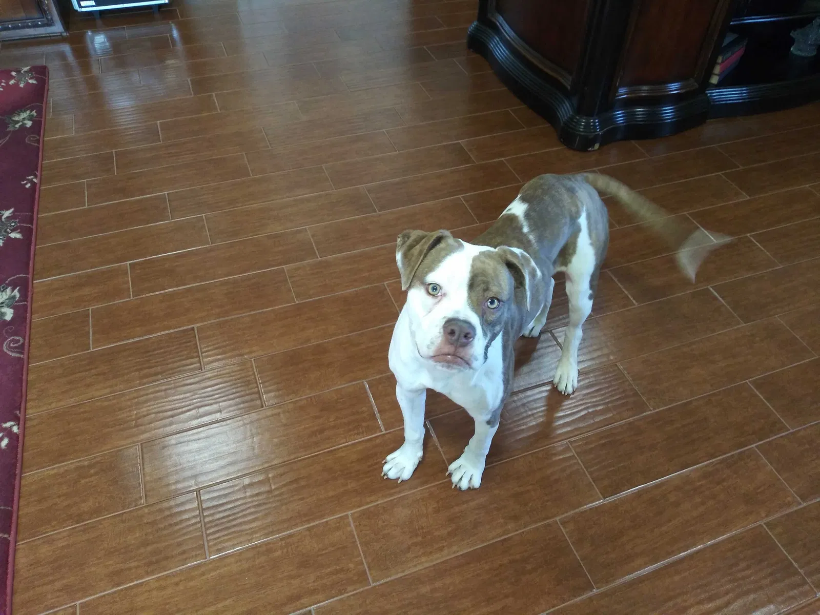 Found dog in Edmond, OK, 73025