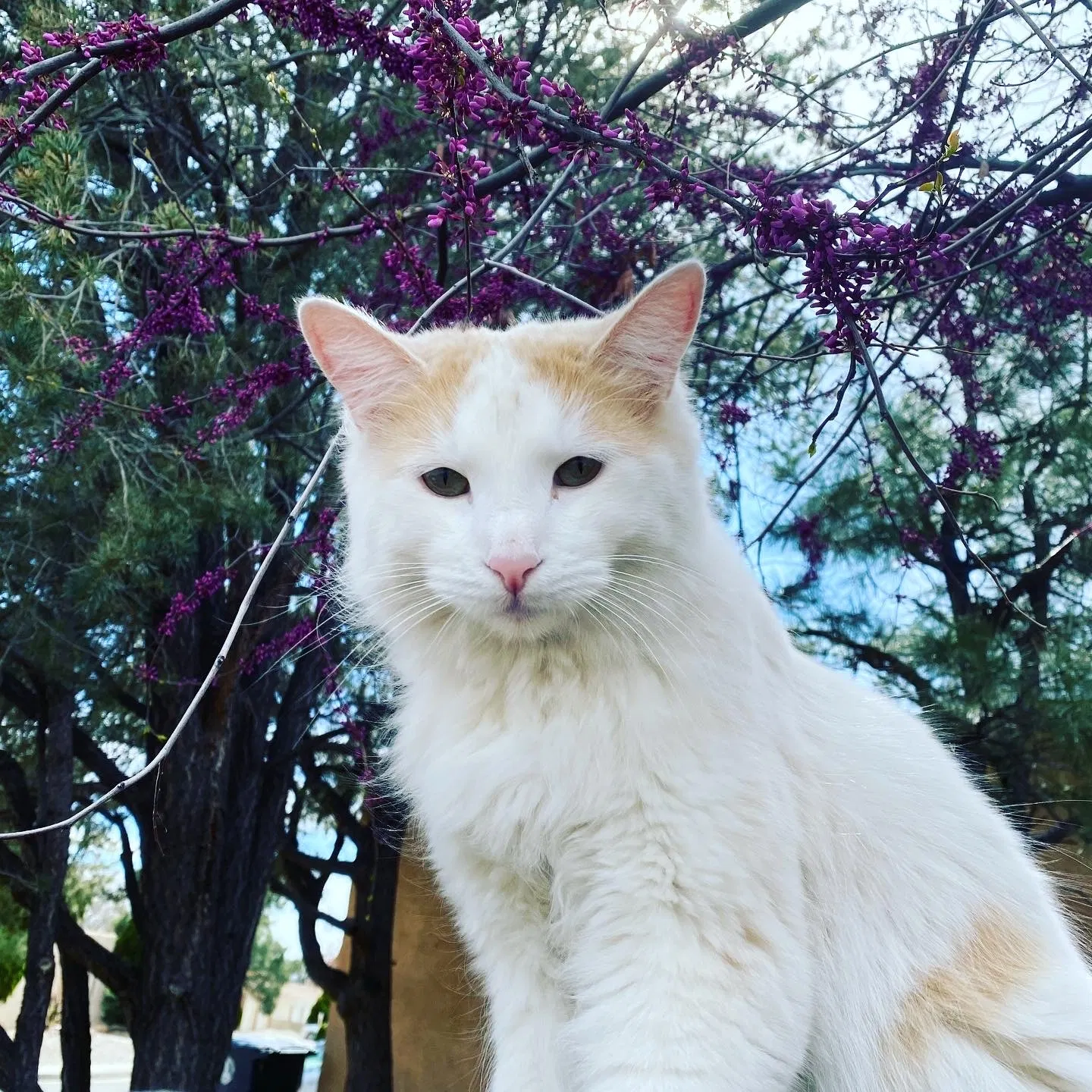 Lost cat in Albuquerque, NM, 87102