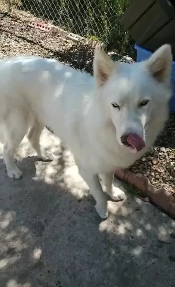Lost dog in Mcallen, TX, 78501