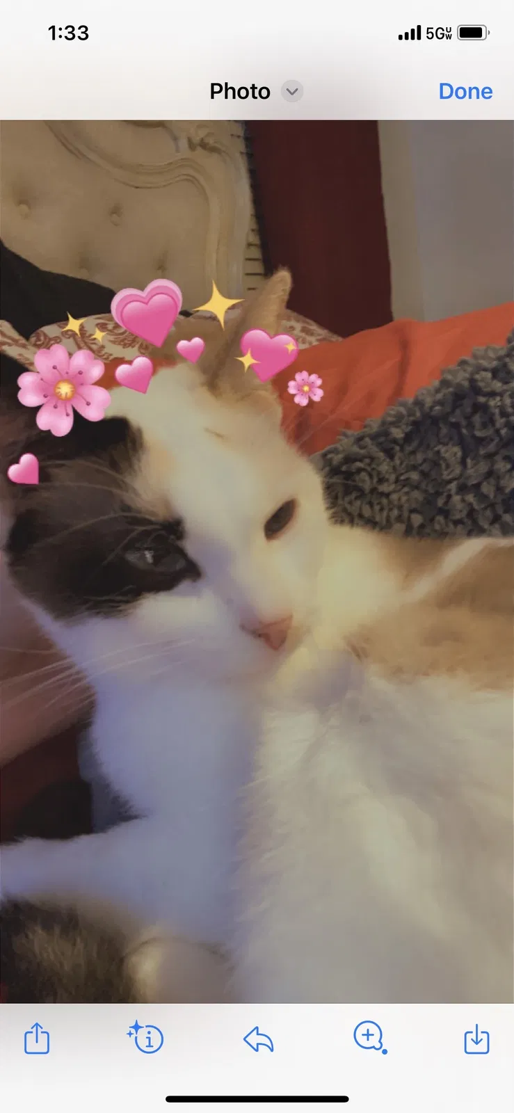 Lost cat in San Antonio, TX, 78254