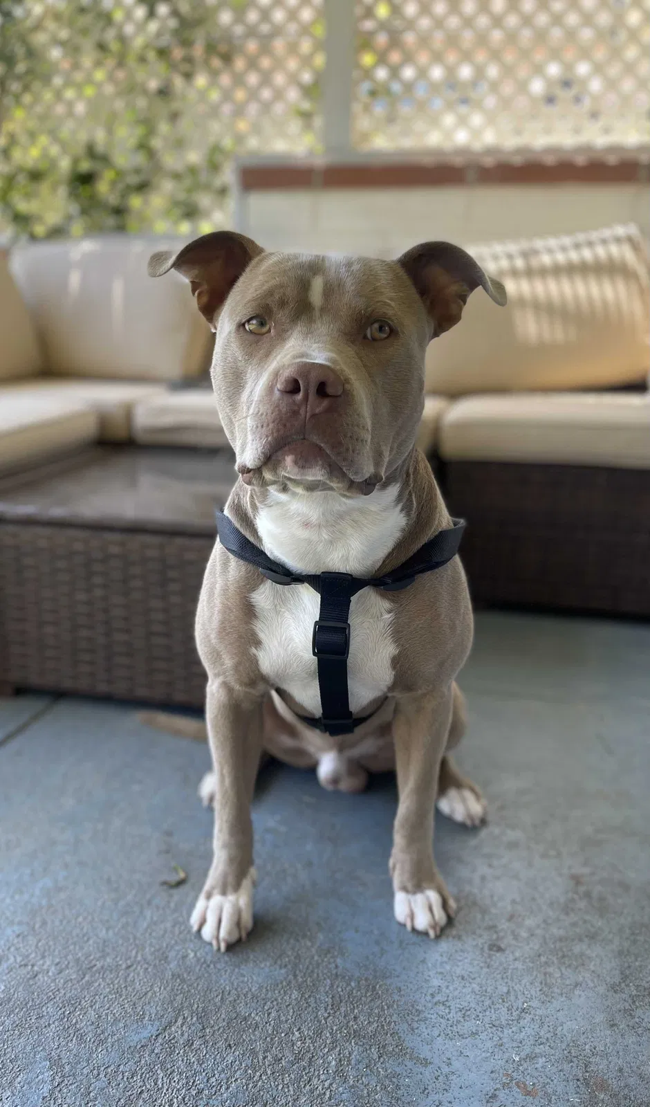 Lost dog in Los Angeles, CA, 90045