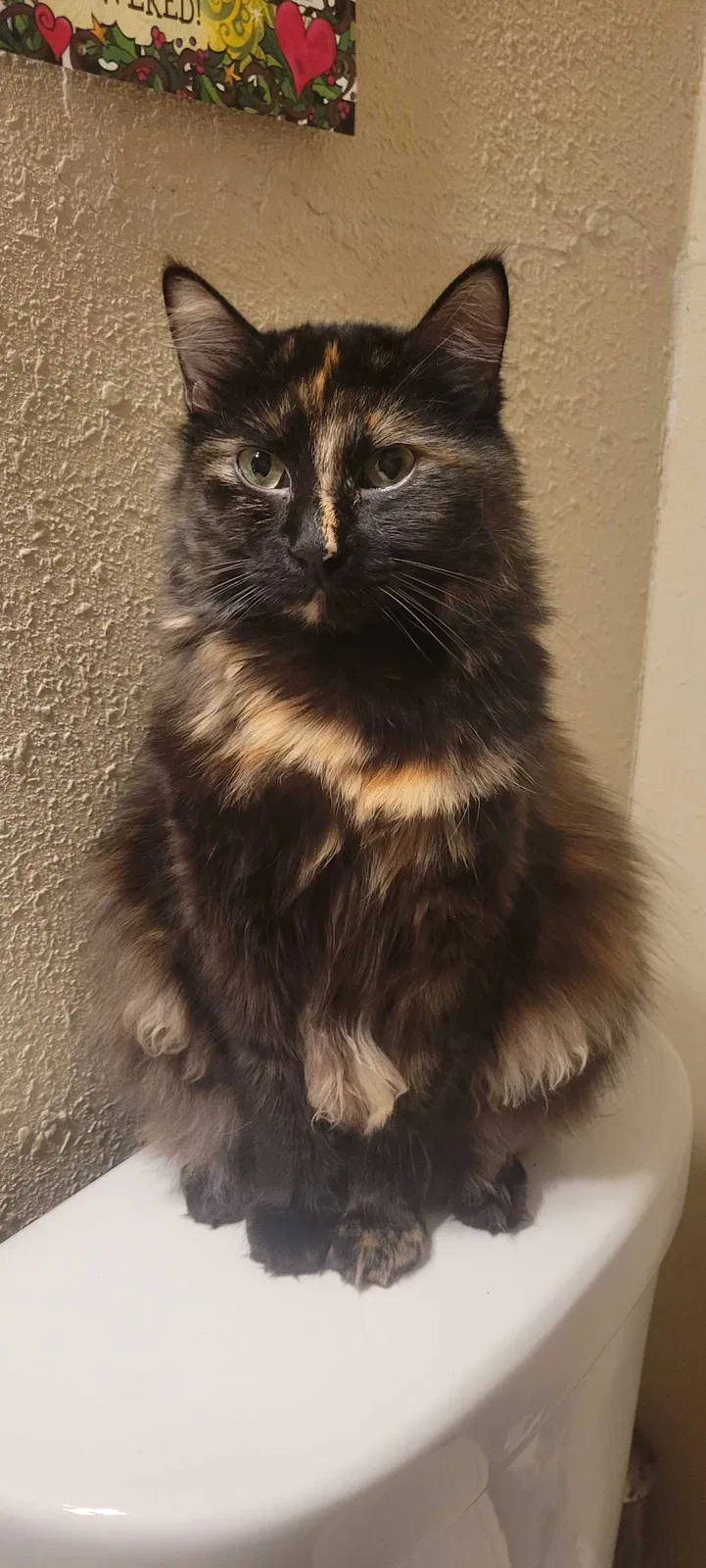 Lost cat in Oklahoma City, OK, 73112