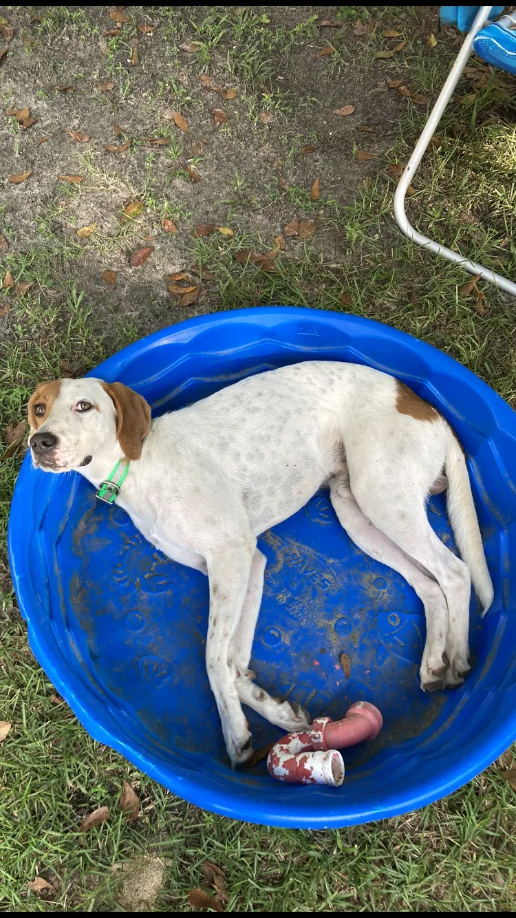 Lost dog in Summerton, SC, 29148