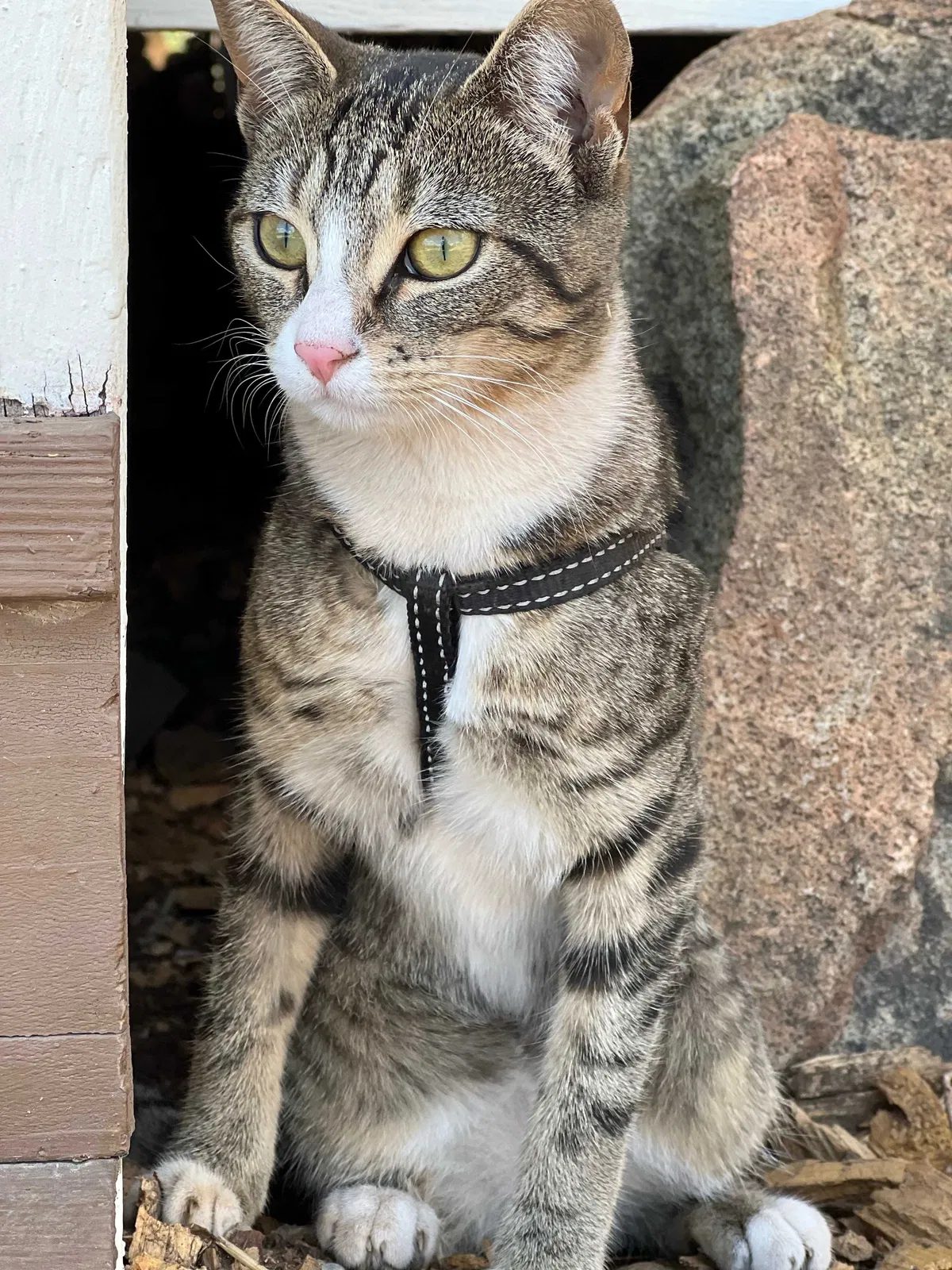 Lost cat in Grass Valley, CA, 95949