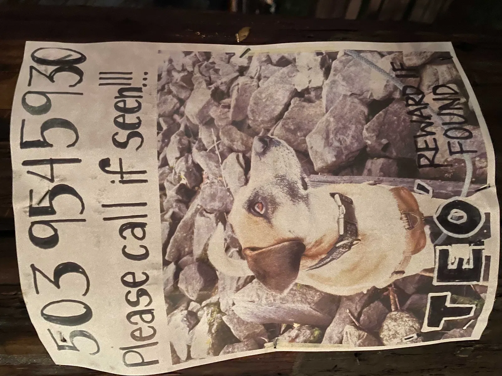 Lost dog in Portland, OR, 97214