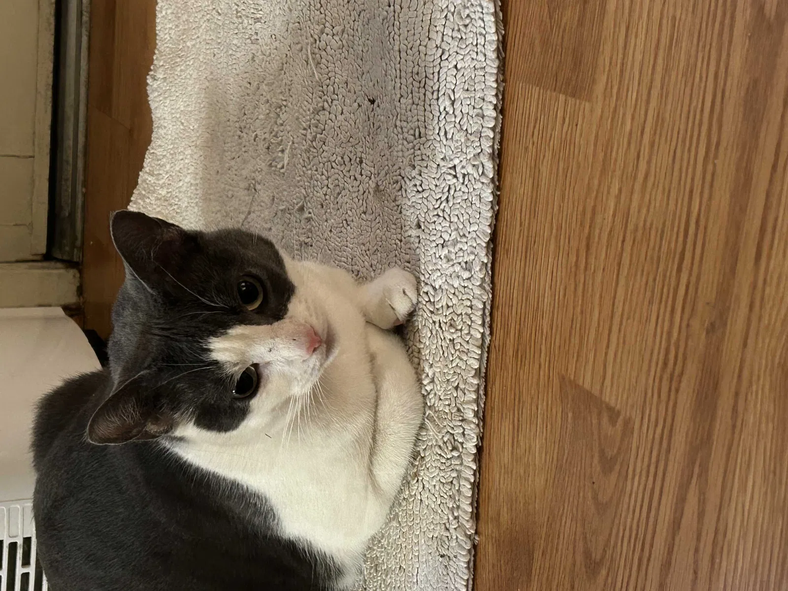 Found cat in Ojai, CA, 93023