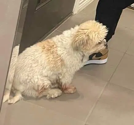 Lost dog in Little Elm, TX, 75068