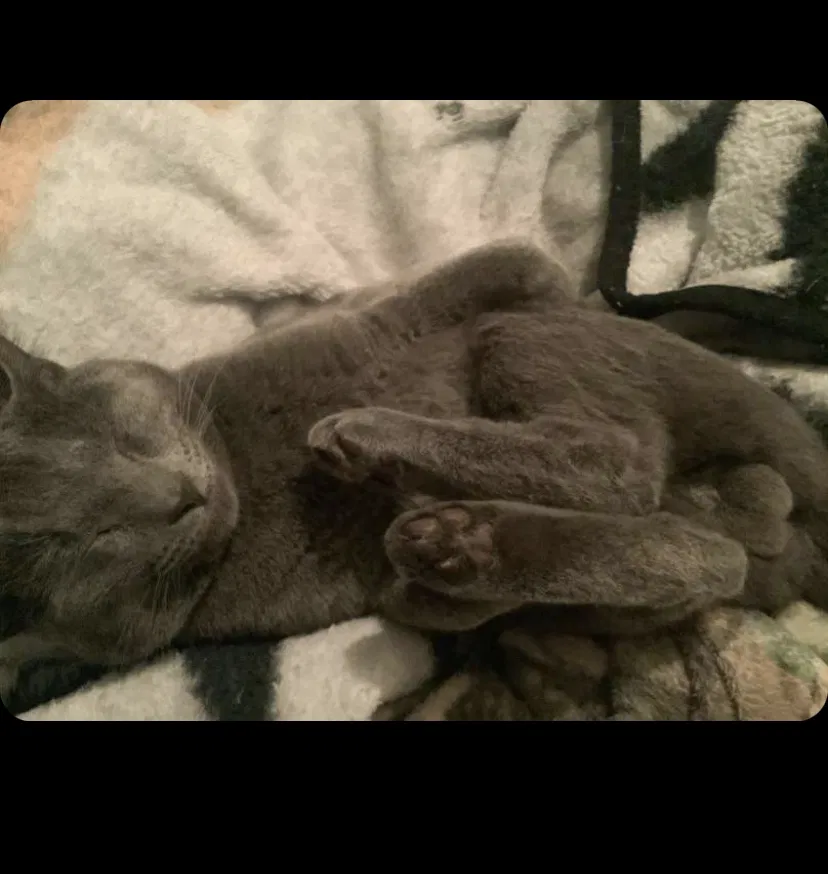 Lost cat in Cottageville, SC, 29435