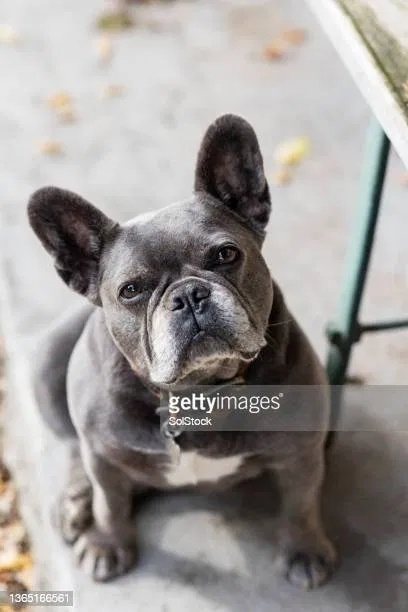 Found dog in Redwood City, CA, 94062