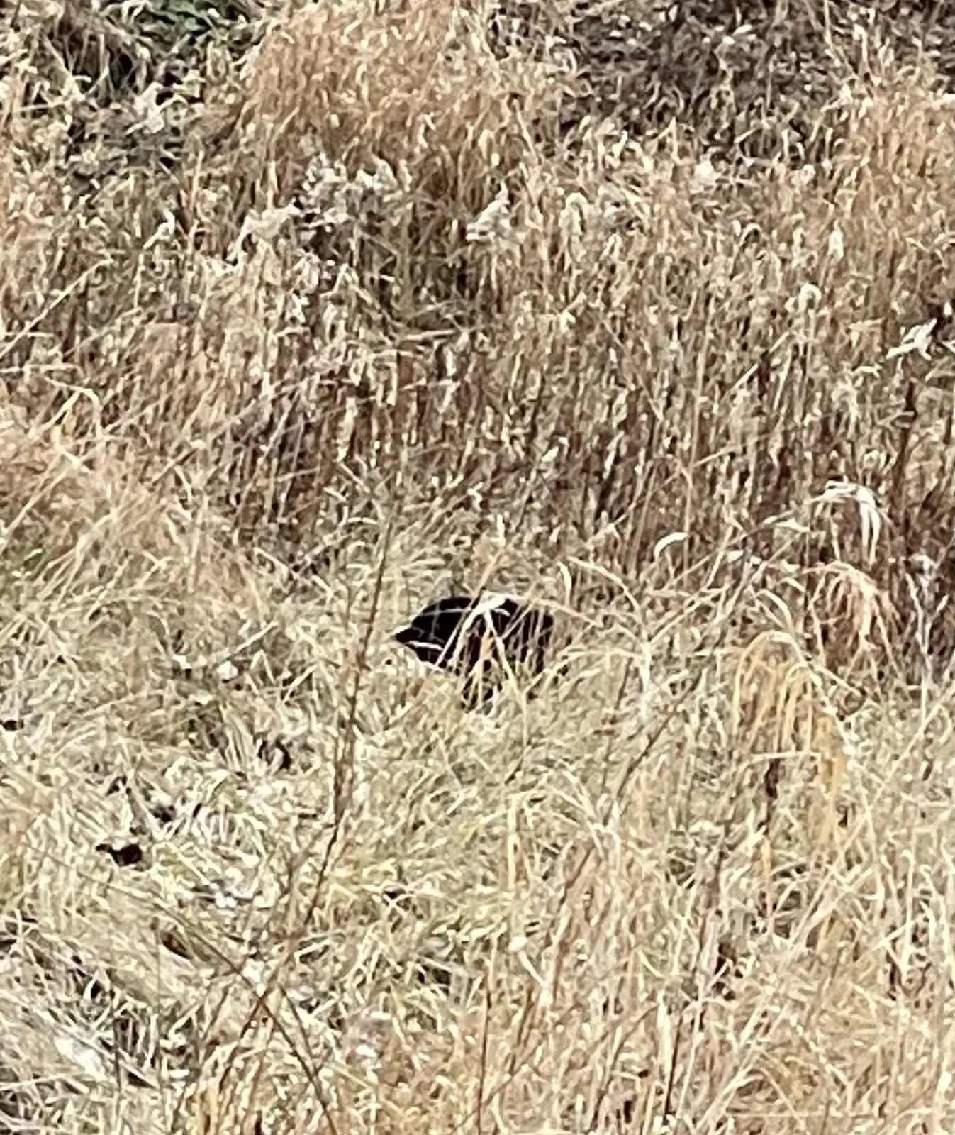Found cat in Unknown, OH, 0