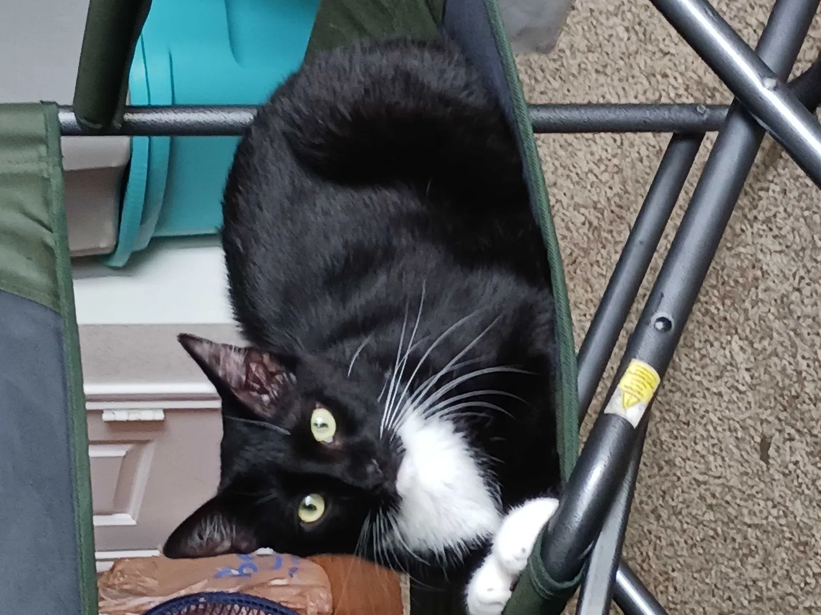 Lost cat in Houston, TX, 77048