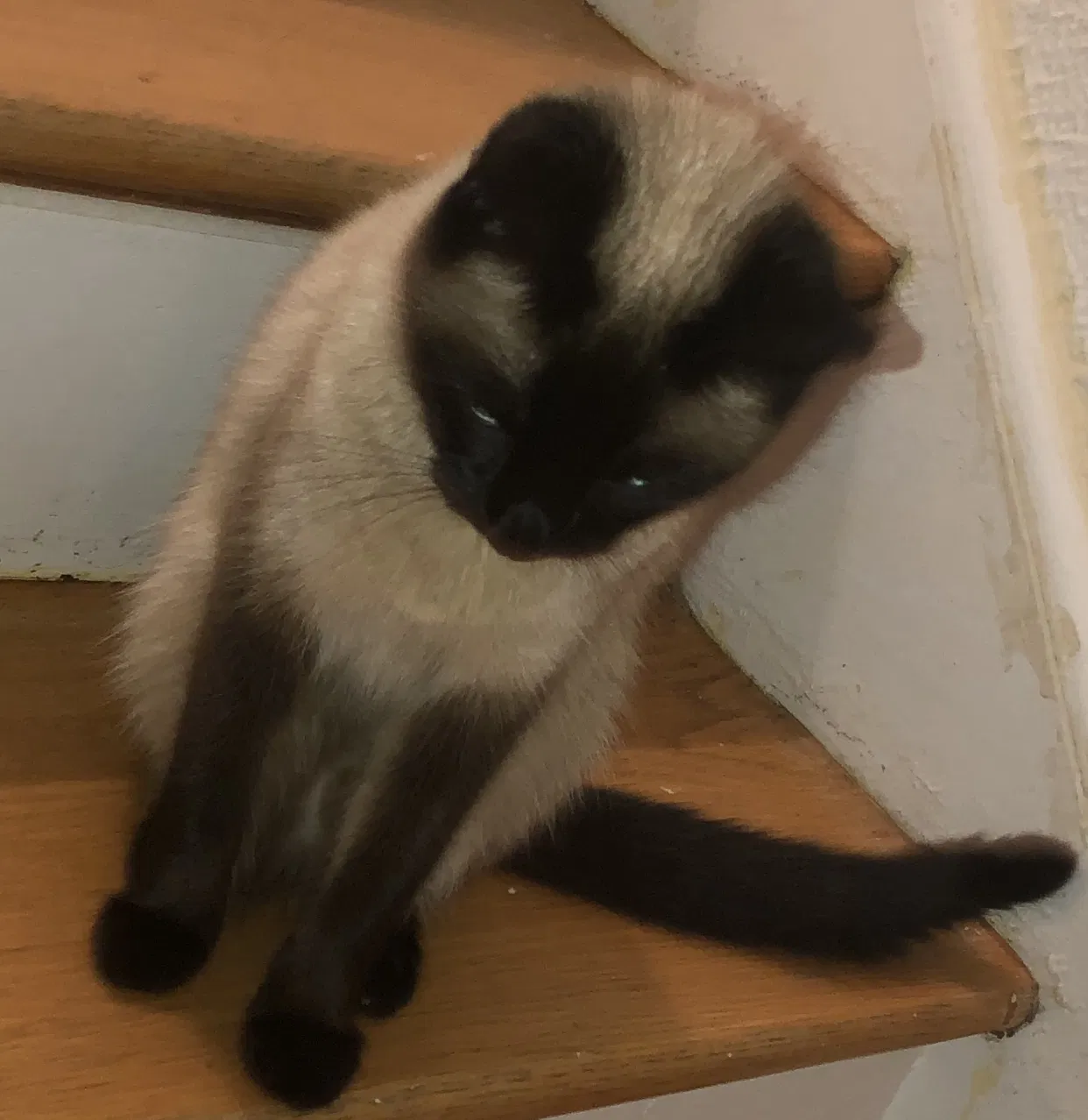 Lost cat in Chicago, IL, 60638