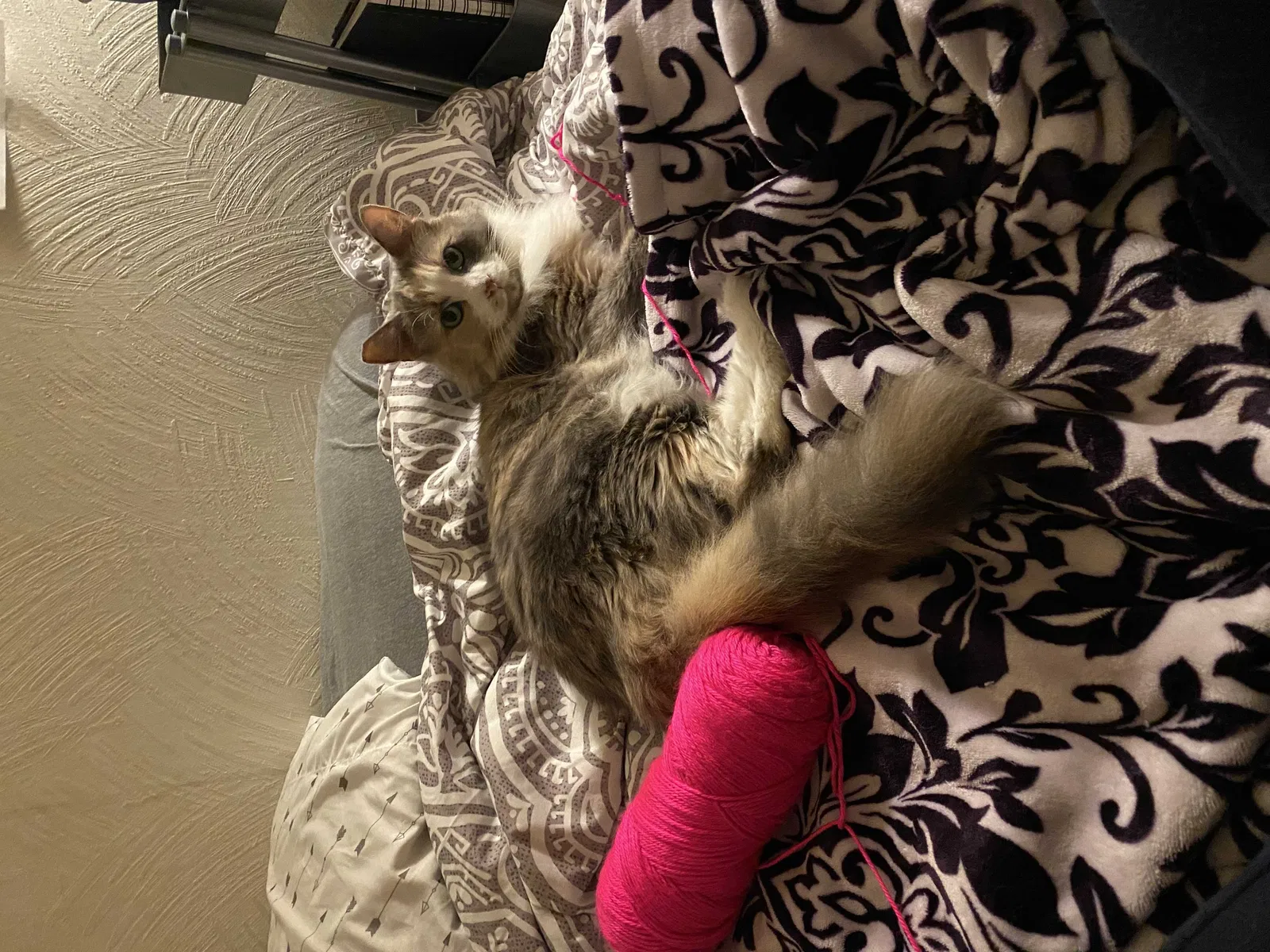 Lost cat in Martinez, CA, 94553