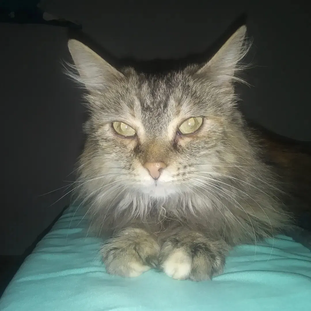 Lost cat in Canton, OH, 44707