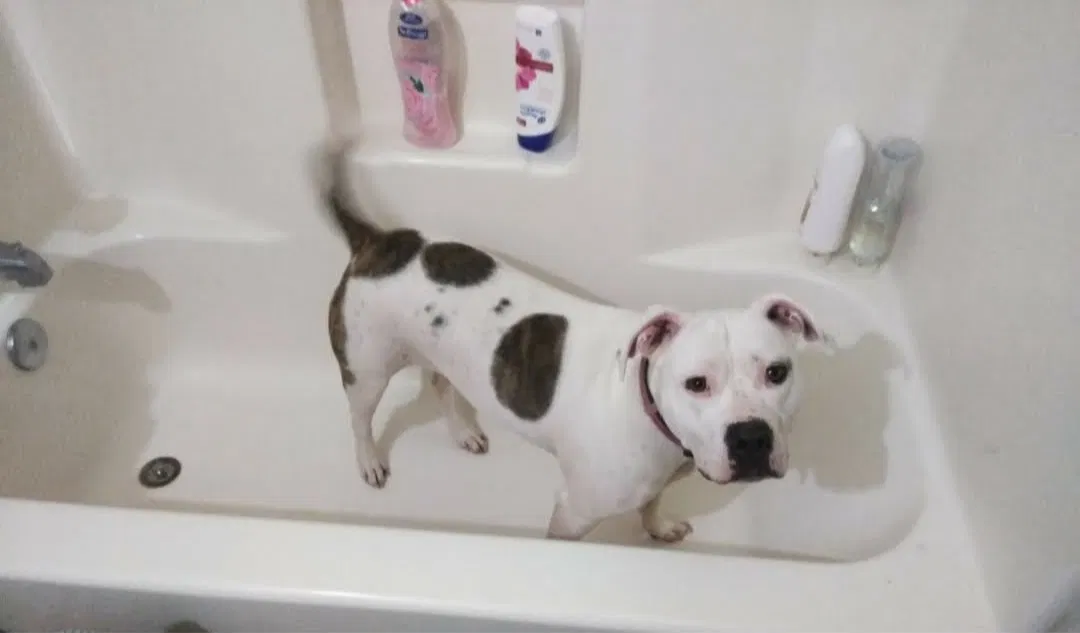 Lost dog in Edmond, OK, 73003