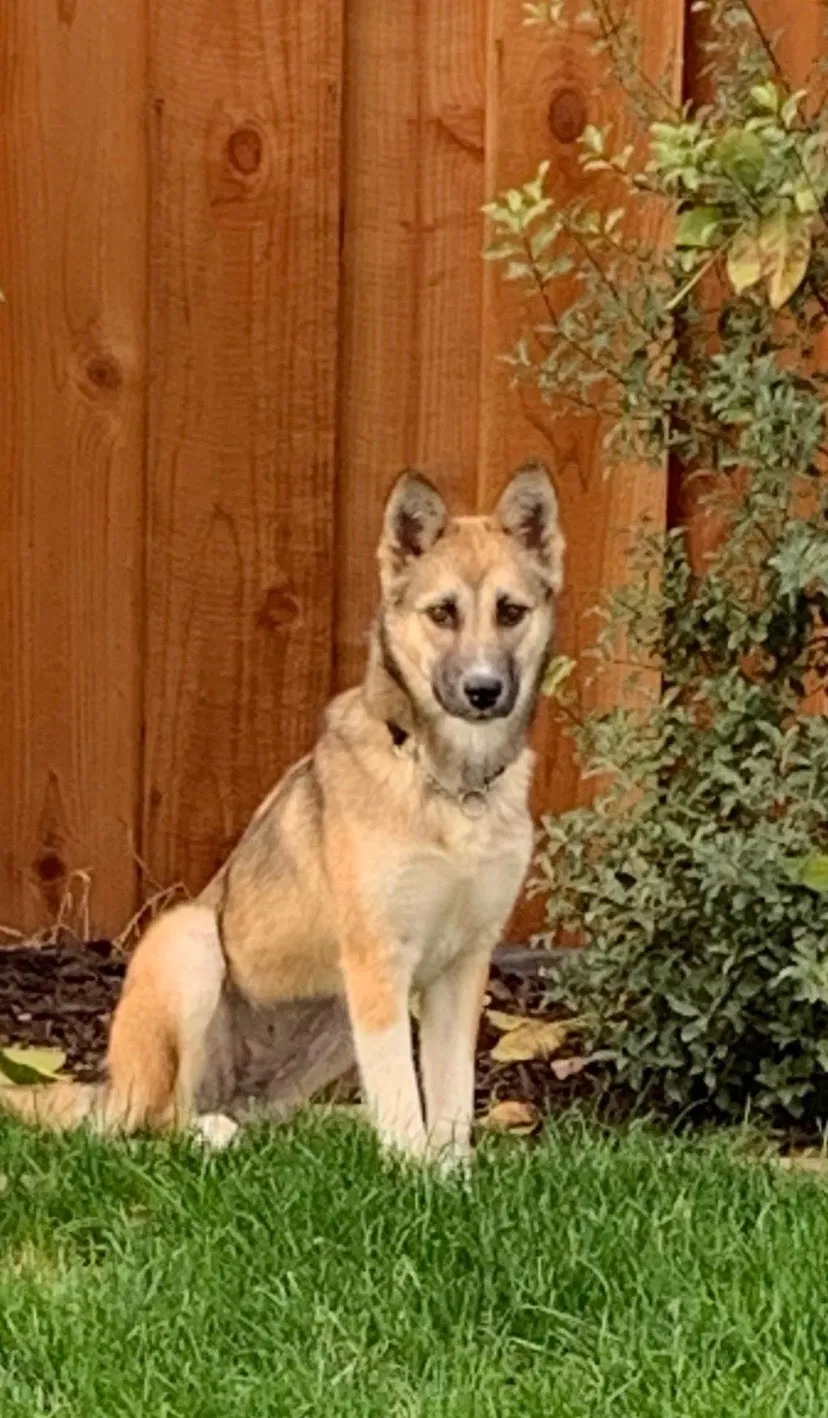 Lost dog in Hayward, CA, 94541