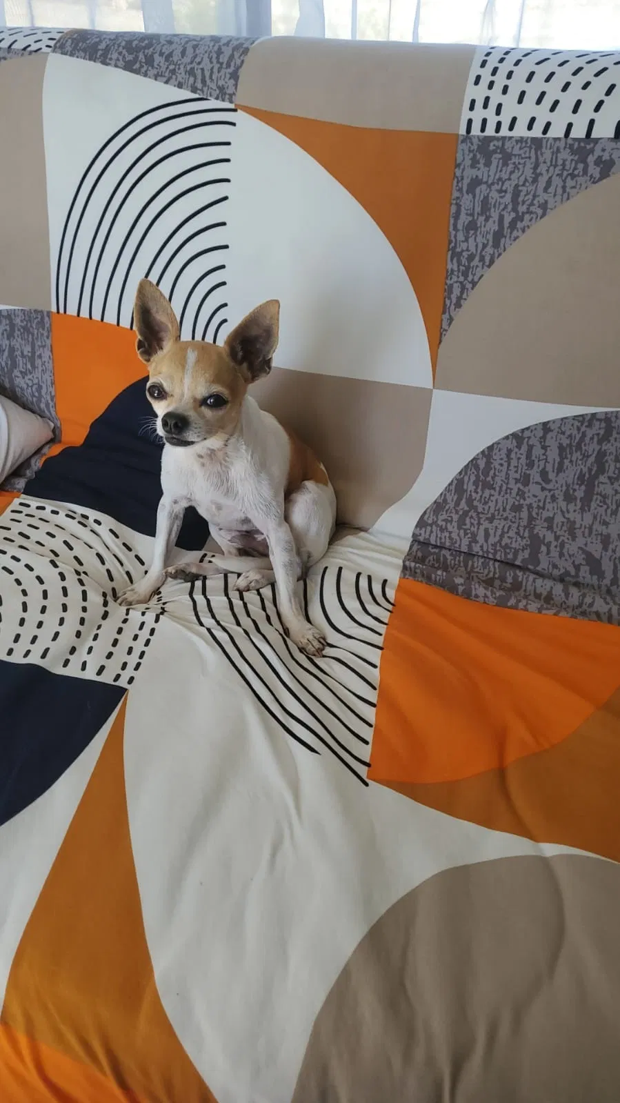 Lost dog in Miami, FL, 33162