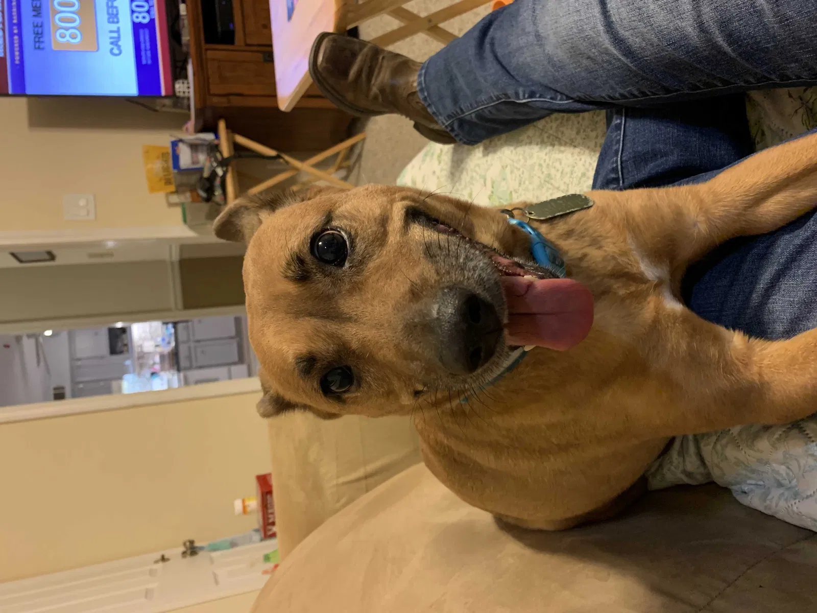 Lost dog in Louisville, KY, 40245