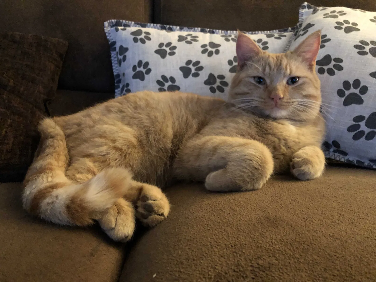 Lost cat in Kansas City, MO, 64116