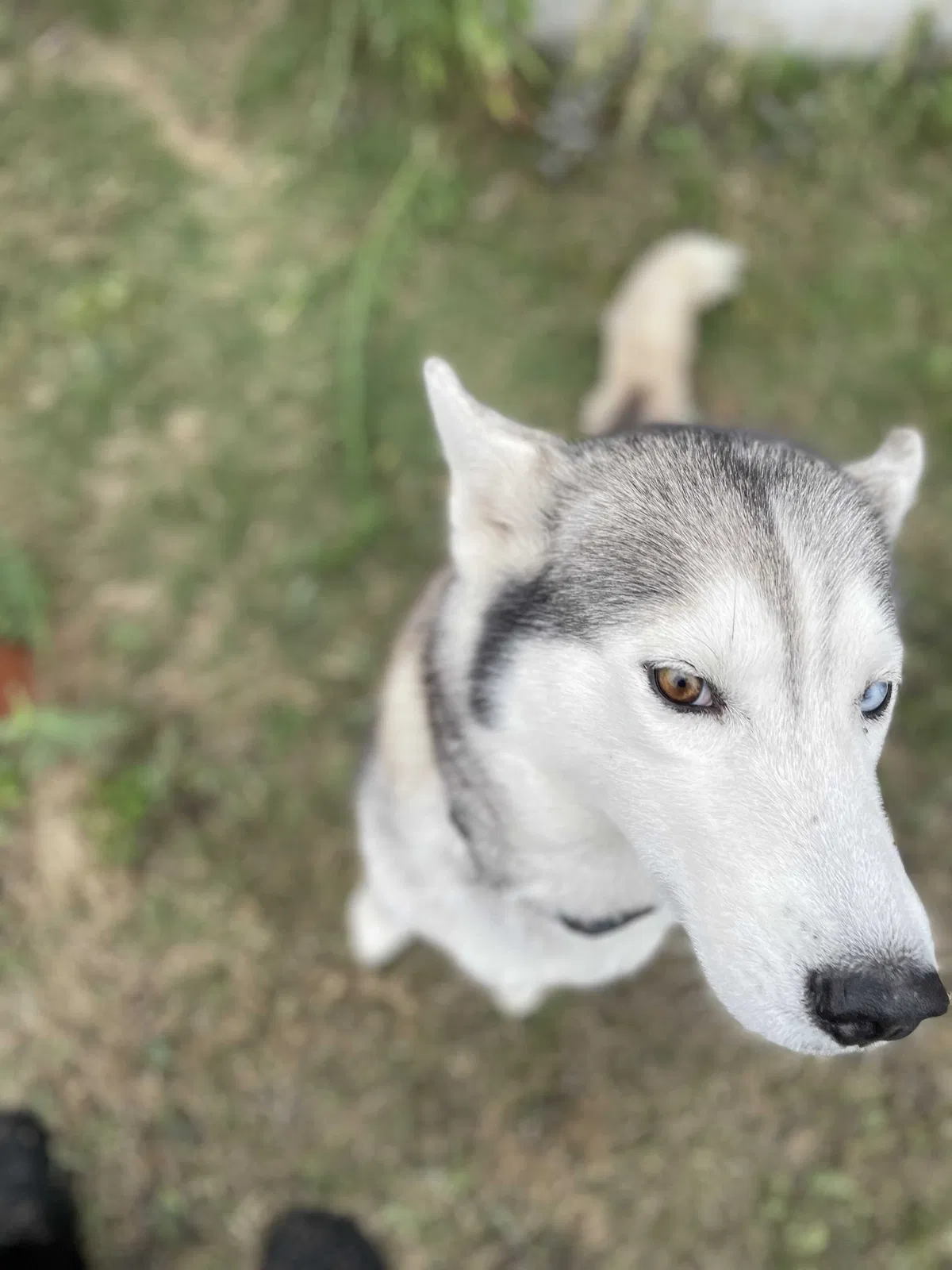 Lost dog in San Antonio, TX, 78250