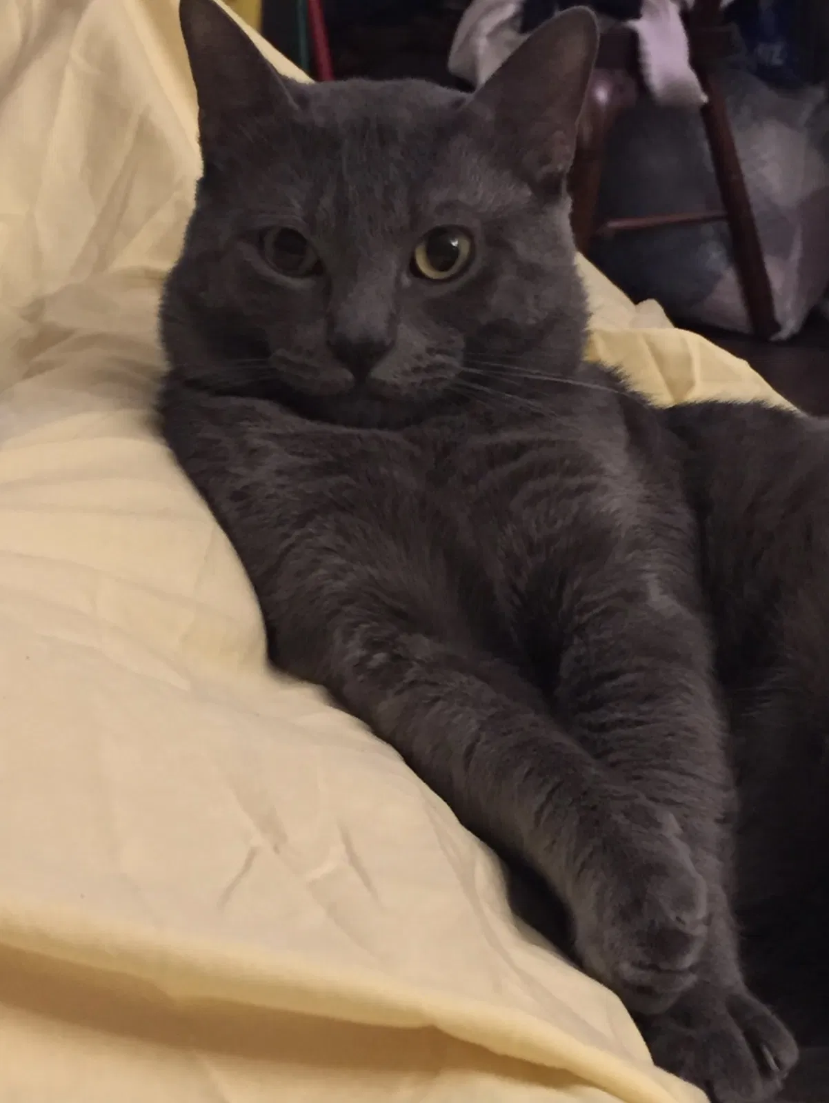 Lost cat in Saint Amant, LA, 70774