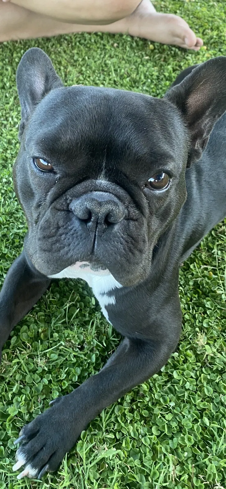 Lost dog in Litchfield Park, AZ, 85340